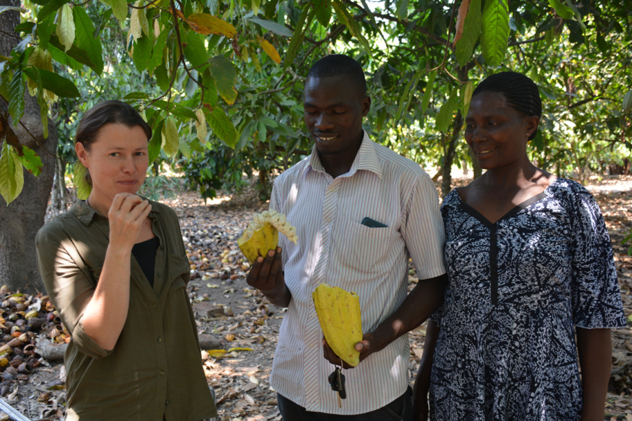 Cocoa beans